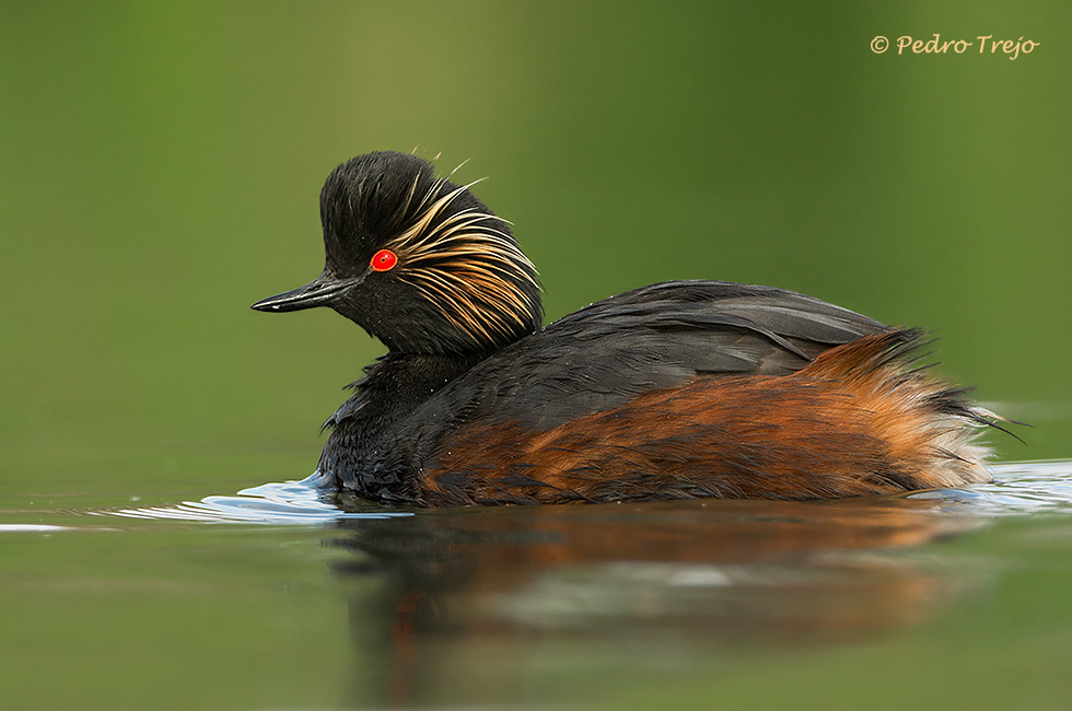 Zampullin cuellinegro (Podiceps nigricollis)